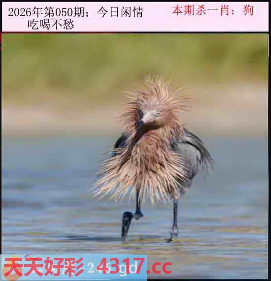图片加载中...