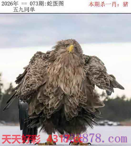 图片加载中...