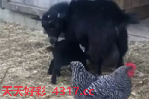 图片加载中...