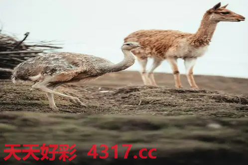 图片加载中...