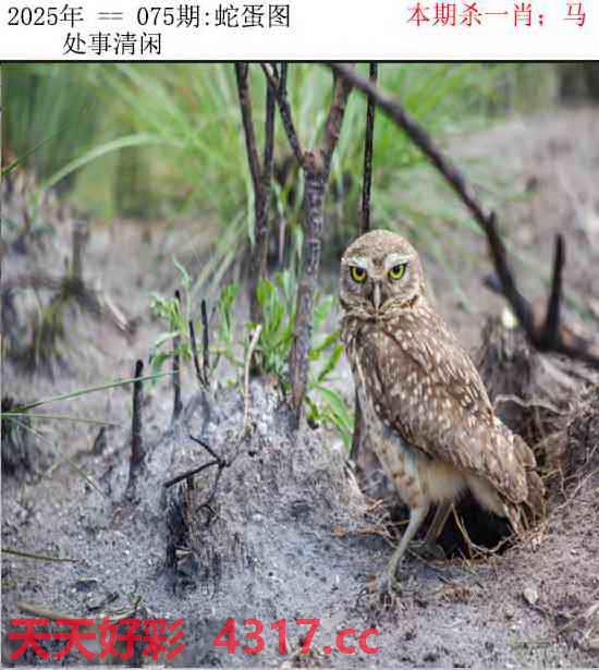 图片加载中...