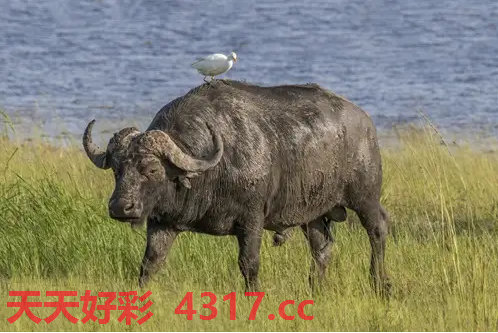 图片加载中...